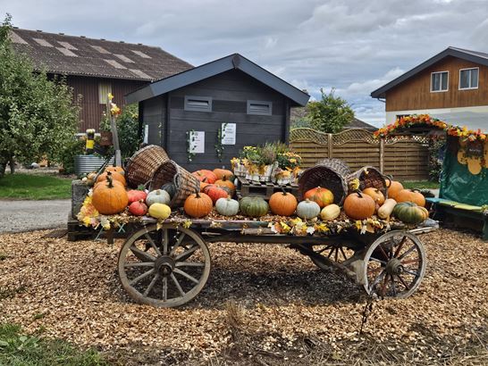 IMG-20250901-WA0010.jpg IMG-20250901-WA0010.jpg